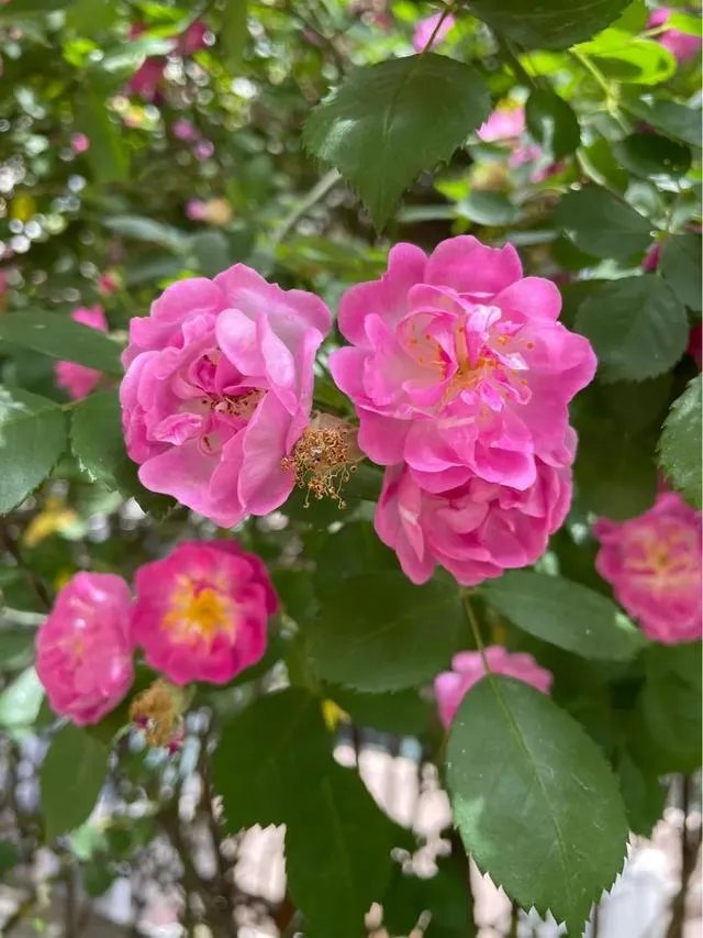 大四男生带娃回学校,舍友全成“奶爸”,大学生生娃你怎么看?