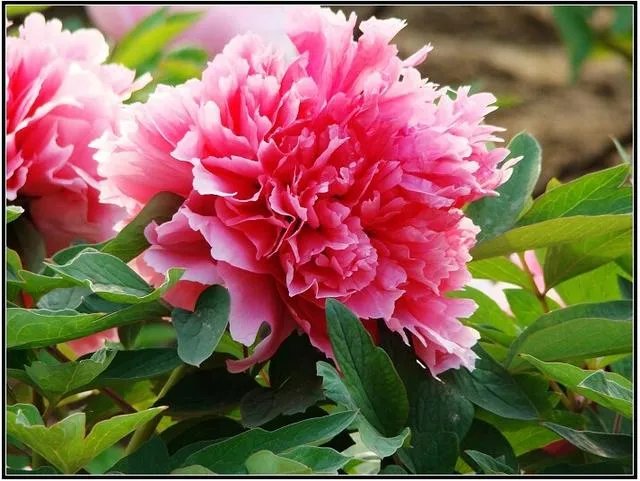 菏泽牡丹很有名么?