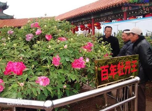 菏泽牡丹很有名么?