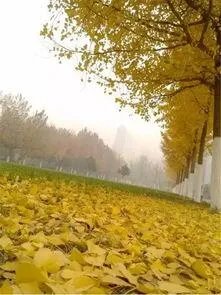 河北师大汇华学院怎么样?