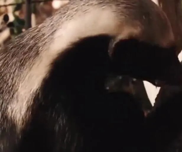 人称平头哥的动物是什么