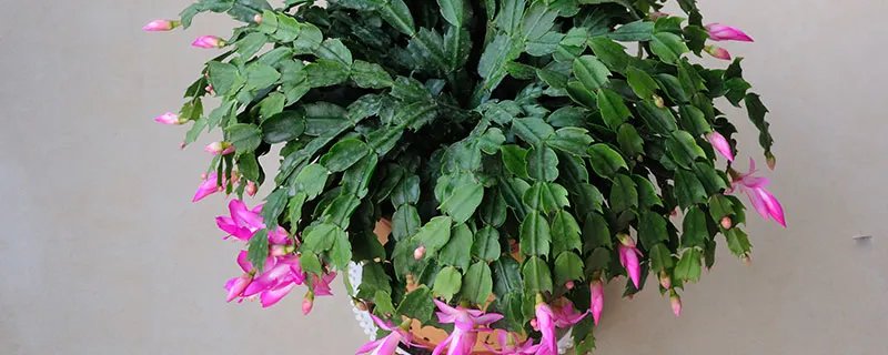 蟹爪兰有什么作用 蟹爪兰的作用