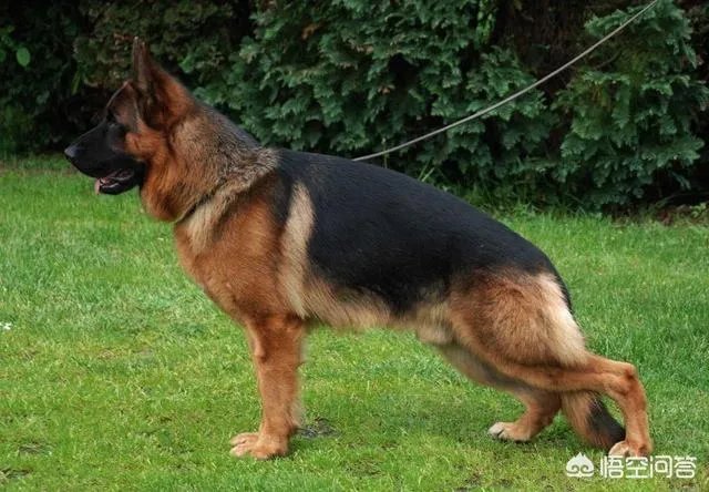 如何评价弓背德国牧羊犬？