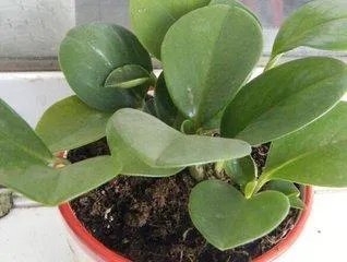 怎么养殖橡皮树？