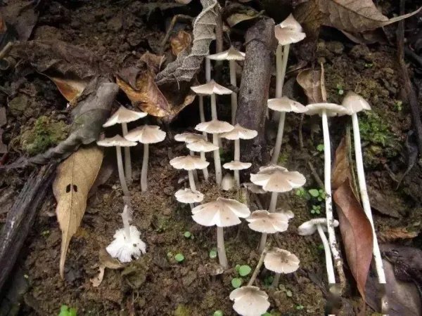 云南昆明一女子讲述吃菌中毒离奇幻觉，这是一种什么样的经历？