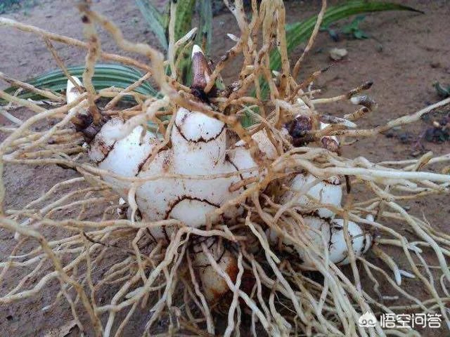 白芨种植前景如何?