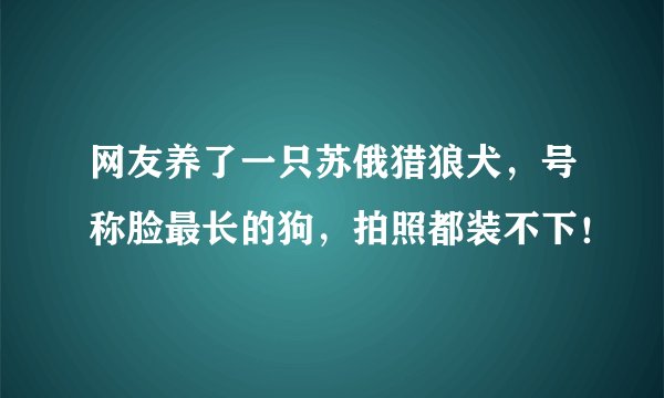 网友养了一只苏俄猎狼犬，号称脸最长的狗，拍照都装不下！