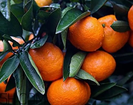 南丰蜜桔怎么保存 南丰蜜桔能不能放冰箱