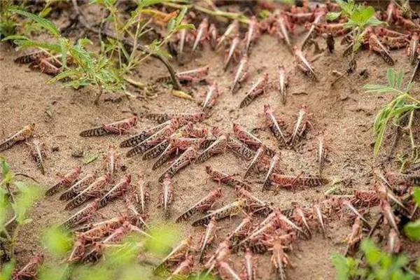 非洲蝗灾恐又将卷土重来，真的拿它们没有办法吗？
