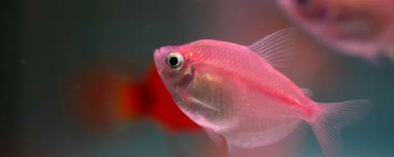 男人梦见好多鱼什么意思 男人梦见好多鱼好不好