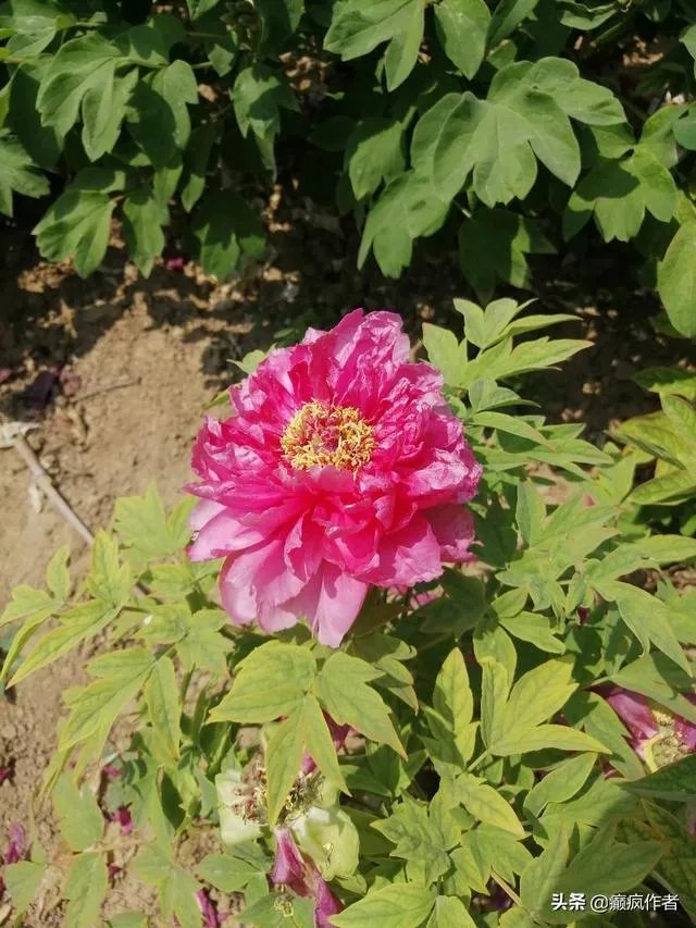 菏泽牡丹很有名么?