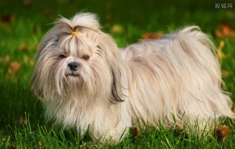 宠物狗用品 宠物狗品种生活必备用品有哪些？