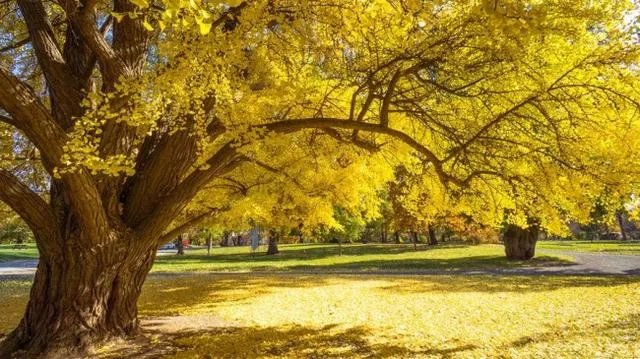 风铃木和银杏树有什么区别图片？