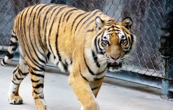 山东男子家养老虎真的合法吗？