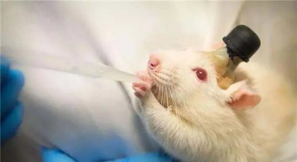 为何科研大都会拿小白鼠做实验,怎么不是其他动物?