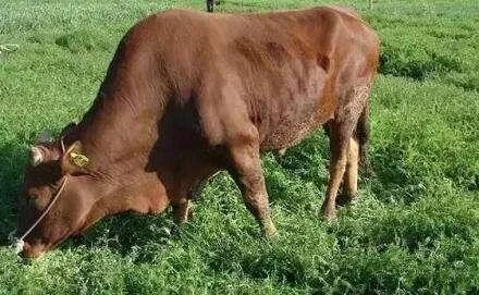 搞养殖业，养羊、养猪、养牛哪个好？为何？