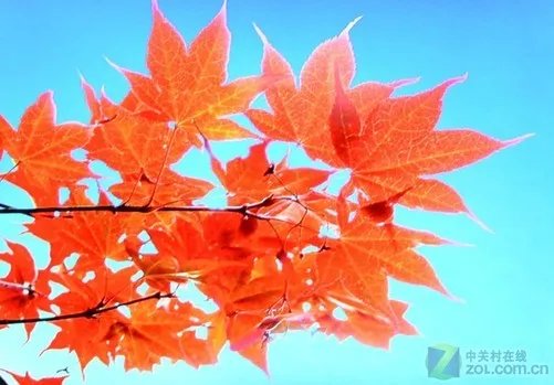 QVAD点播技术 UPLINK UP-523A播放机评测