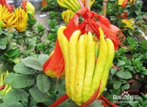 佛手花的功效和作用