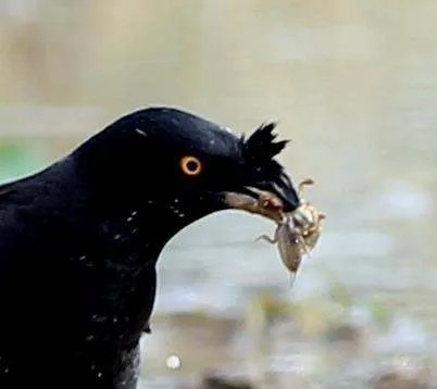 乌鸦有什么好处