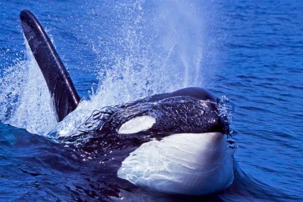 蓝鲸误入繁殖地被75只虎鲸吃掉,这属于物竞天择的范畴吗?