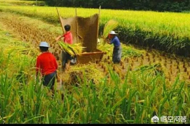 用梯田老式水稻收割机,为什么有的人喜欢边割边脱粒,而不是先割晒一些然后再脱粒?