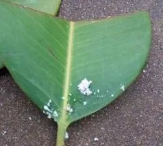 怎么养殖橡皮树？