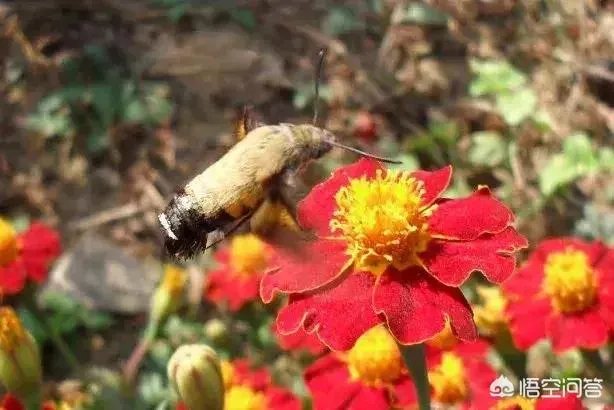 世界上种植万寿菊最多的地方在哪里？面积有多少？