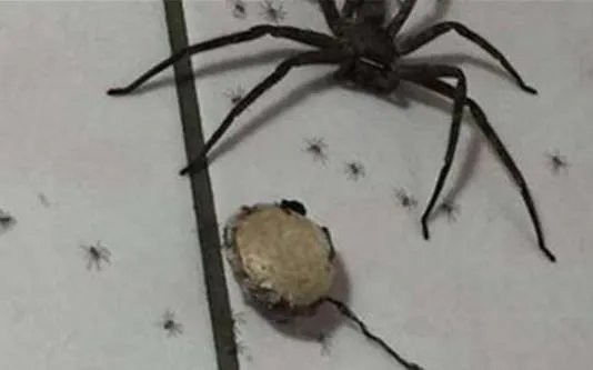 家里有蟑螂怎么办 家中出现这物千万不能打破（图）