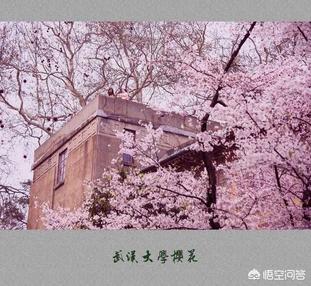 武汉大学和华中科技大学哪个最强？