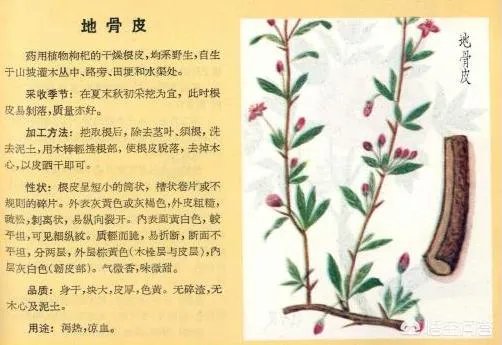 什么叫地骨皮？