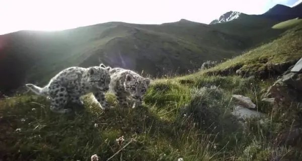 青海海东发现雪豹的踪迹，雪豹是从哪里来的呢？