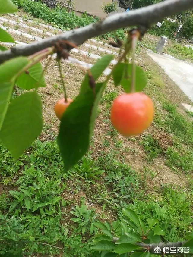 人造奶出来了，你敢喝吗？