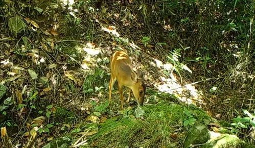 果子狸现身重庆阴条岭,这种动物一般分布在哪些地区?