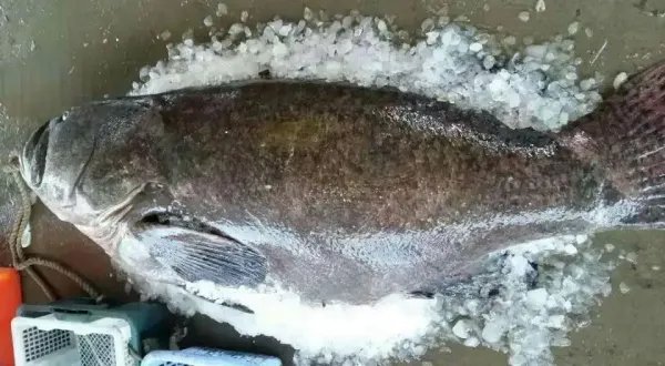 广东渔民捕获280斤石斑鱼，如此巨大的石斑鱼是怎么捕获的？