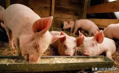 7月14日,10个省份的生猪价格突破了10元/斤的行情,这个行情能持续多久?