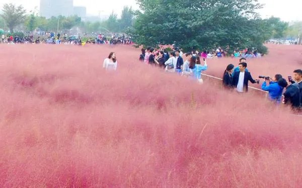 你怎么看待游客跳进网红粉黛花海拍照导致花草倒伏呢？