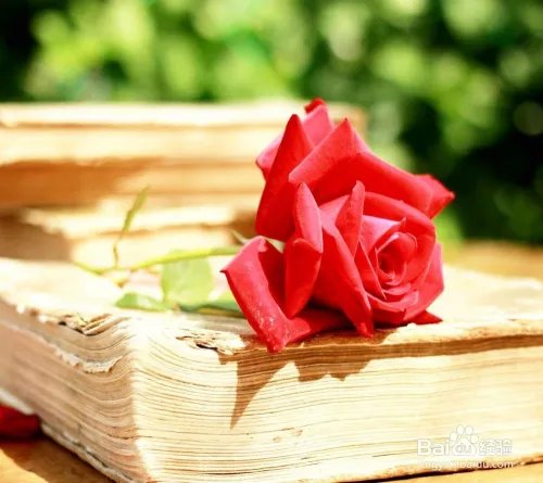 花点心思吧之66朵玫瑰代表什么意思 玫瑰花语