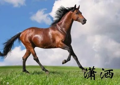 洒脱的近义词与反义词