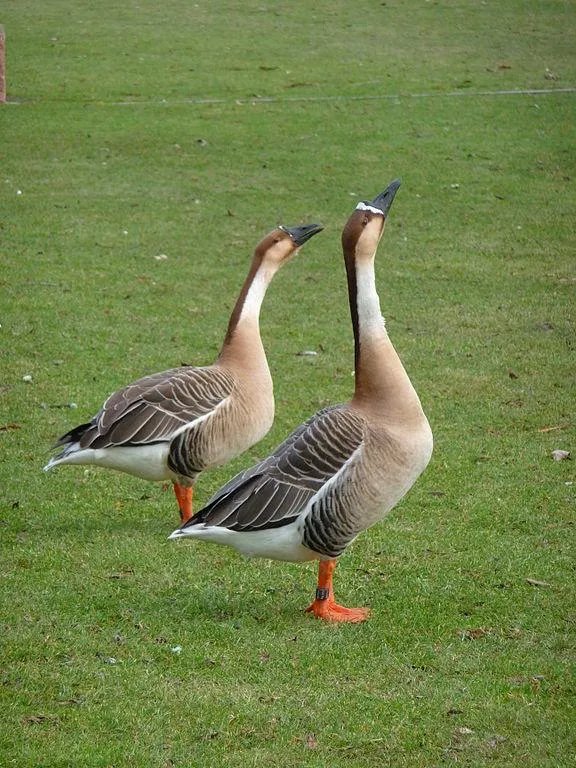 鹅的祖先是什么动物?