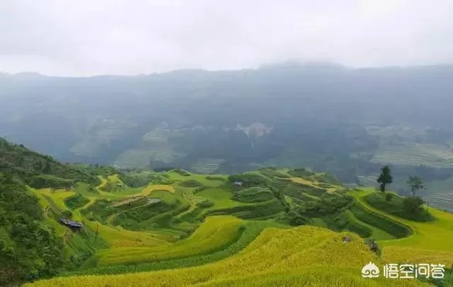 用梯田老式水稻收割机,为什么有的人喜欢边割边脱粒,而不是先割晒一些然后再脱粒?