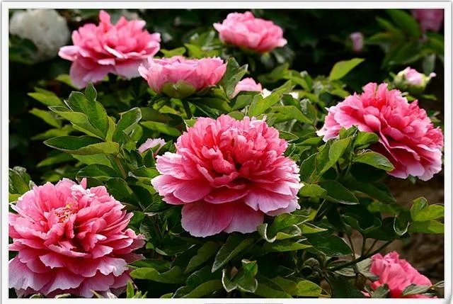 菏泽牡丹很有名么?