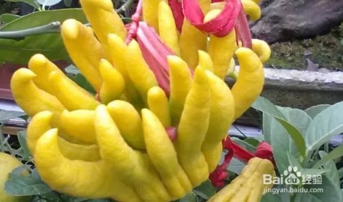 佛手花的功效和作用