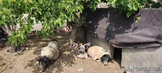 猪价连续下跌九天了，是什么原因造成猪价大跌，何时能上涨？