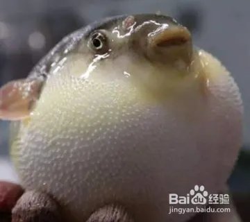 河豚品种图片大全?