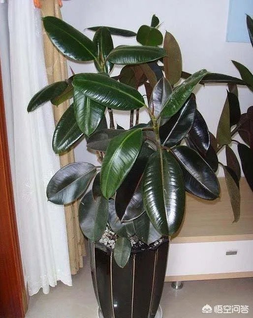 怎么养殖橡皮树？