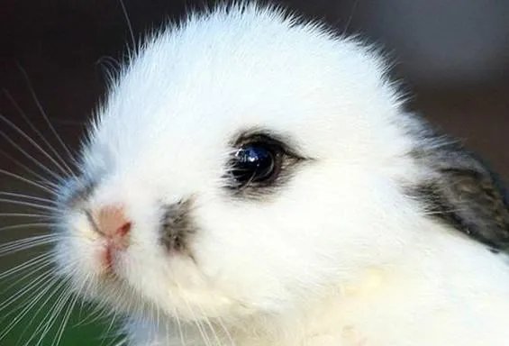 毛茸茸,亮晶晶,蓬松松,沉甸甸的拼音