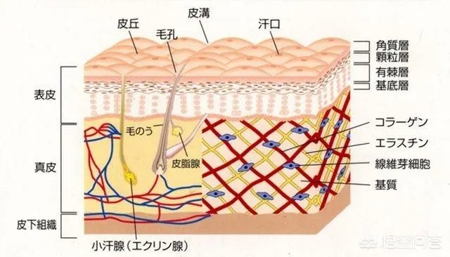 美容仪真的有返老还童的效果吗？