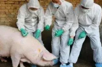 我国发现新型重组猪流感病毒,该病毒的传播率有多高?