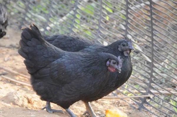 绿壳蛋鸡可以笼养是真的吗？