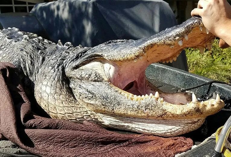 猎人捕巨型短吻鳄 身长大约4米